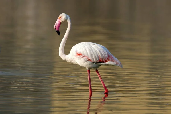 Der Große Flamingo Phoenicopterus Roseus Läuft Durch Das Wasser — Stockfoto