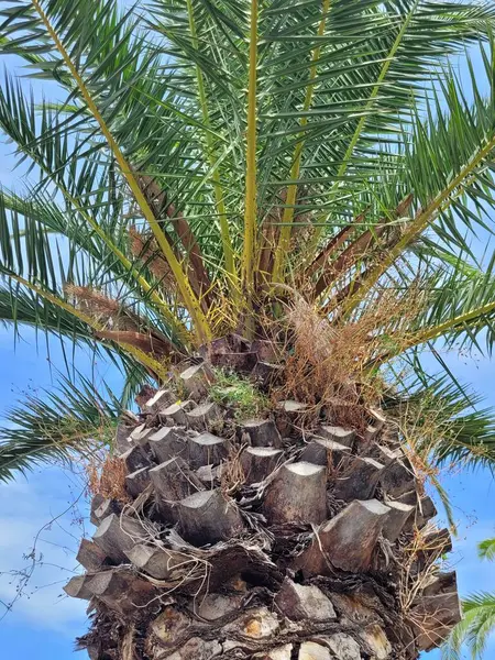 Vertical Shot Palm Blue Sky — Stock Photo, Image