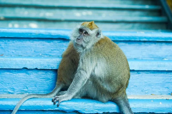 Closeup Brown Monkey Sitting Blue Stairs — Stock Photo, Image