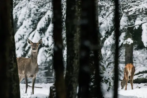 Selective Shot Red Deer Cervus Elaphus Its Fawn Snowy Forest — Stock Photo, Image