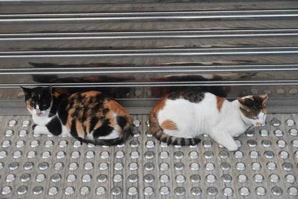 Close Gatos Deitados Rua — Fotografia de Stock