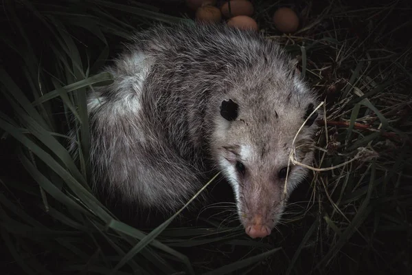 Une Vue Dessus Opossum Sauvage Assis Sur Herbe Devant Les — Photo