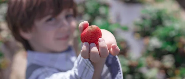 南の丘の農場でイチゴを摘む白人の少年 — ストック写真