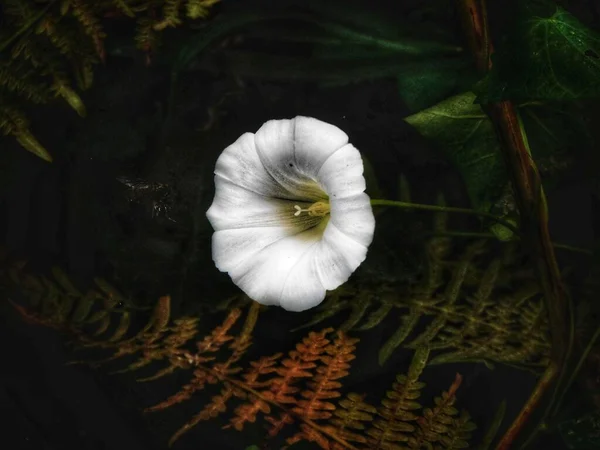 Detailní Záběr Bílou Bindweed Květinu — Stock fotografie