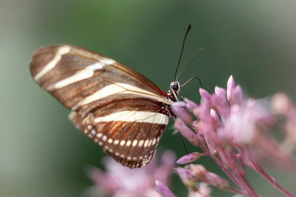 Shallow Focus Shot Zebra Longwing Butterfly Nectaring Pink Flowers Garden — Stock Photo, Image
