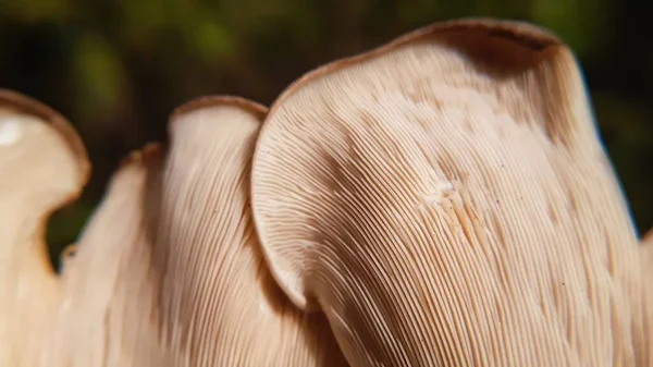 Eine Nahaufnahme Eines Pilzrandes Vor Verschwommenem Hintergrund — Stockfoto