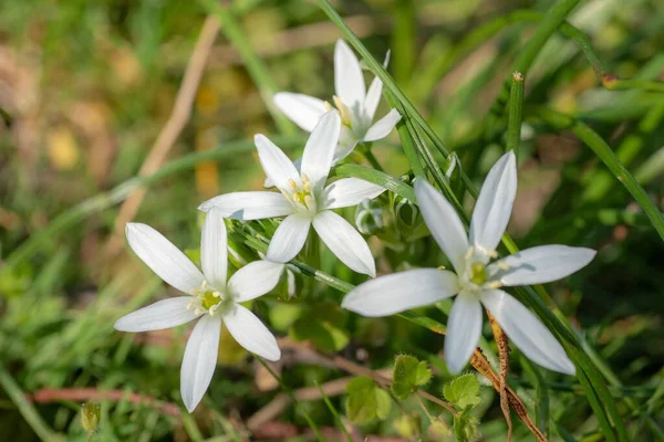 Макроснимок Нескольких Цветков Вифлеемской Звезды Белыми Нежными Лепестками Саду — стоковое фото