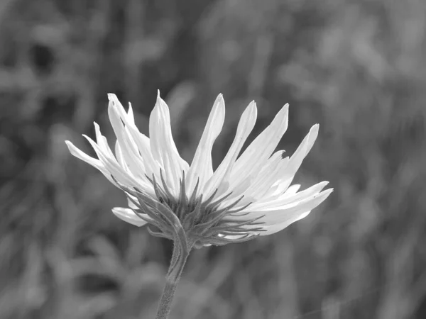淡淡的背景上一朵娇嫩的白花的灰白色鳞片 — 图库照片