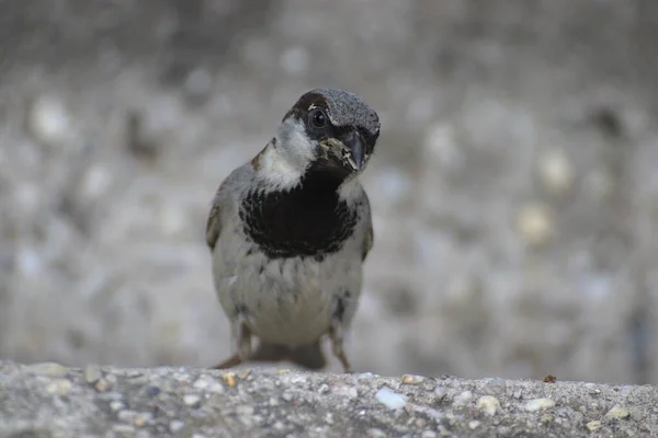 Closeup Shot Cute Small Sparrow Rock — Stock Photo, Image