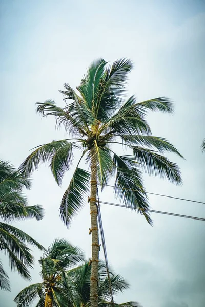 Tiro Vertical Uma Palmeira Alta Com Cocos Contra Céu Azul — Fotografia de Stock