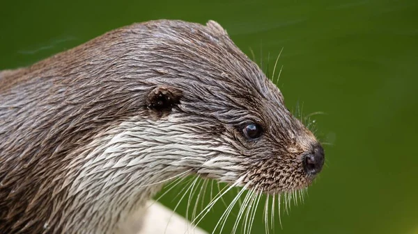 A closeup shot of an otter with a wet head near the water outdoors in daylight