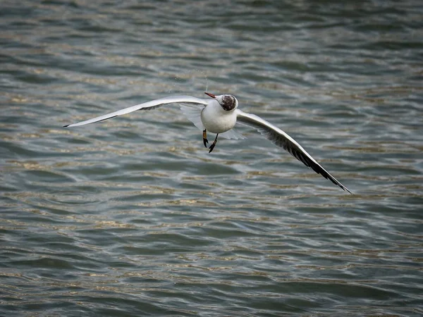 Laridae Deniz Kuşunun Denizin Üzerinde Uçarken Çekilmiş Yakın Plan Bir — Stok fotoğraf