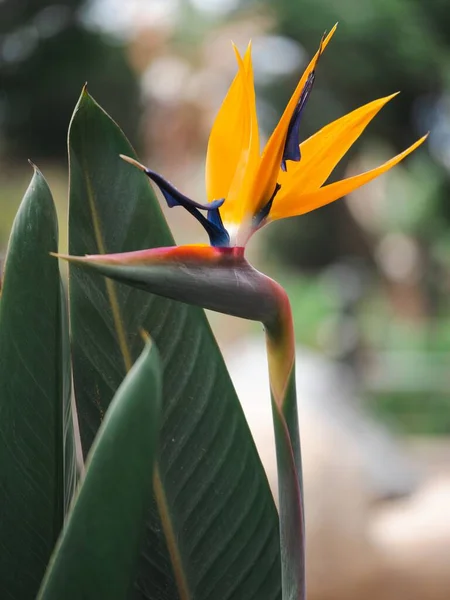 Pássaro Amarelo Vibrante Flor Paraíso Cresce — Fotografia de Stock