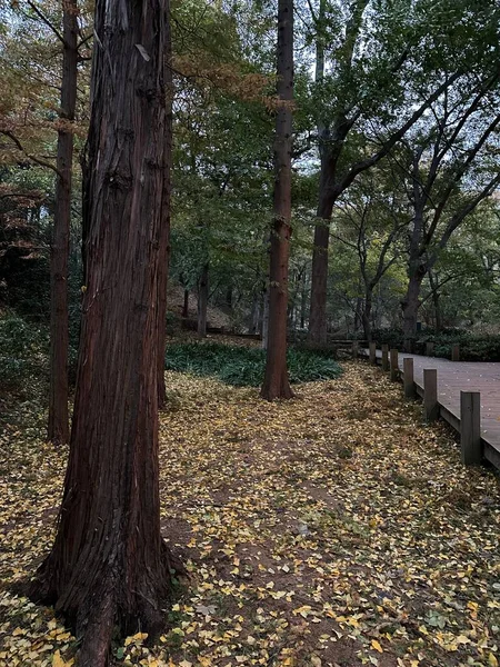 公园里一棵秋天的树 地上有落叶 — 图库照片