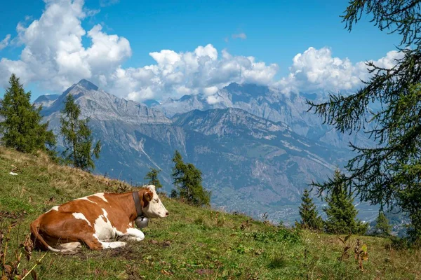 Une Belle Vue Sur Une Vache Relaxante Dans Les Champs — Photo
