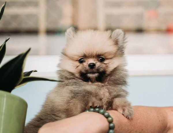 사람의 귀엽고 강아지의 클로즈업 — 스톡 사진