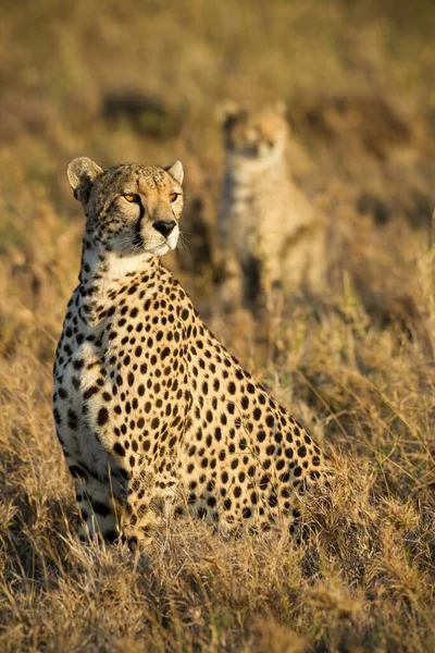 Gepárd Serengeti Nemzeti Park Síkságain — Stock Fotó