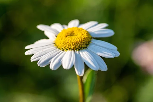 Papatya Çiçeği Bitkisinin Seçici Odak Noktası — Stok fotoğraf