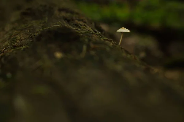 Eine Nahaufnahme Des Wachsenden Kleinen Pilzes Vor Verschwommenem Hintergrund — Stockfoto