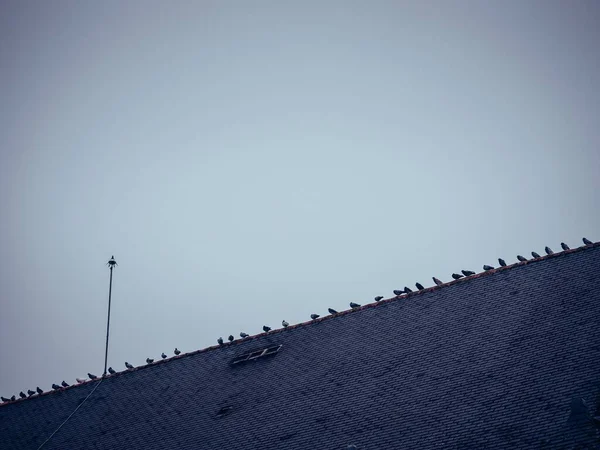 Hejno Holubů Usazených Střeše Budovy Nantes Francii — Stock fotografie