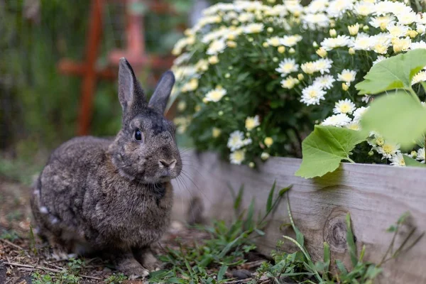 Симпатичный Пушистый Черный Кролик Дворе Рядом Цветами Смотрящими Сторону — стоковое фото