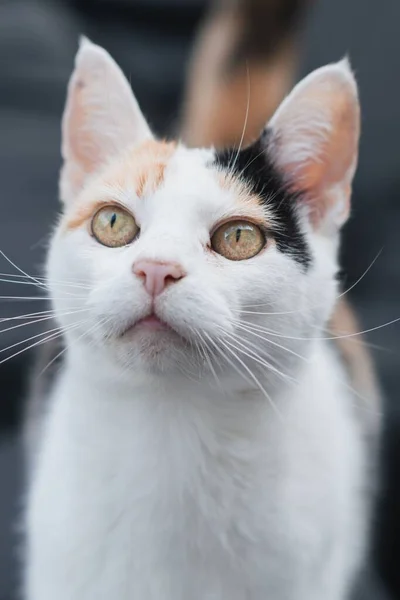 かわいいカリコ猫の縦型クローズアップポートレート — ストック写真