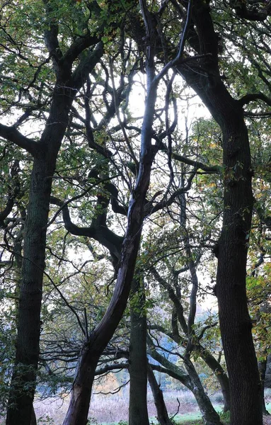 Вертикальний Знімок Лісу Парку Саттон Бірмінгем — стокове фото