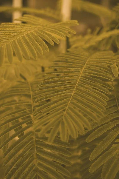 一种绿色相思树 Acaciella Angustissima 叶子的垂直截图 — 图库照片