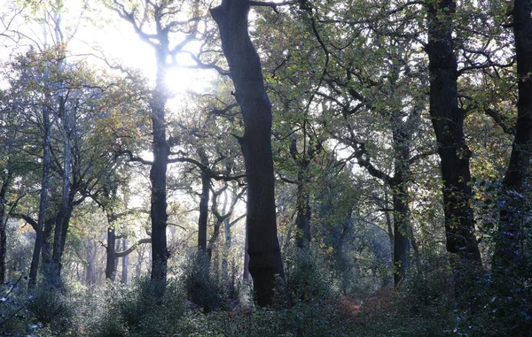 Malowniczy Widok Gęsty Zielony Las Słoneczny Dzień Parku Sutton Birmingham — Zdjęcie stockowe