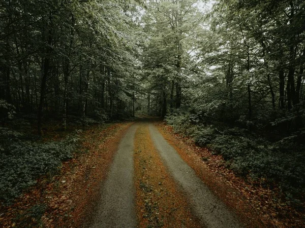 Прекрасний Вид Лісову Стежку Осіннім Листям Землі — стокове фото