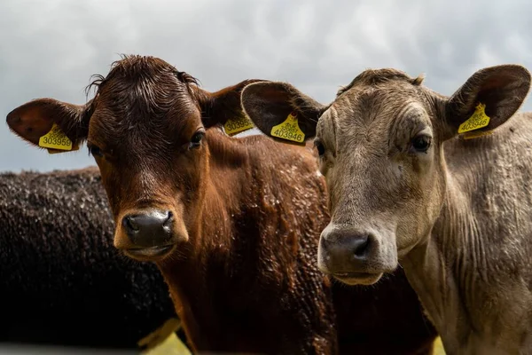 영국의 목초지에서 소들을 데모아 — 스톡 사진