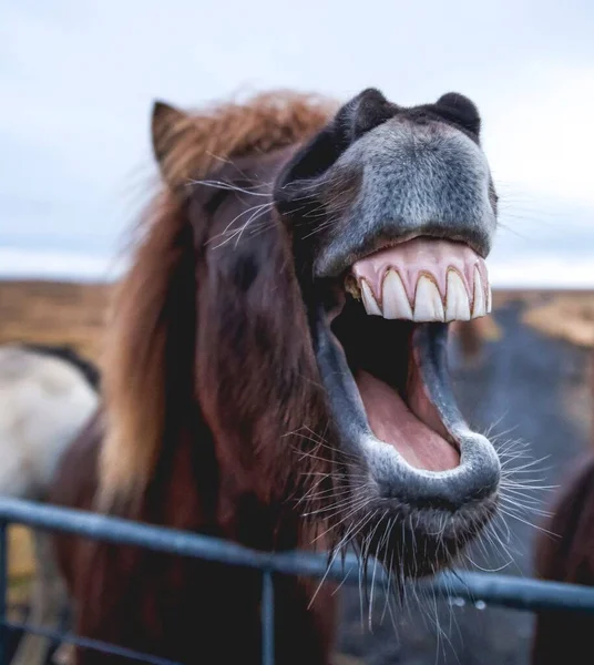 Ein Porträt Des Lachenden Pferdes Stall — Stockfoto