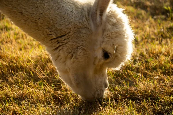 天气晴朗时一只可爱的小羊驼在草地上觅食的特写镜头 — 图库照片
