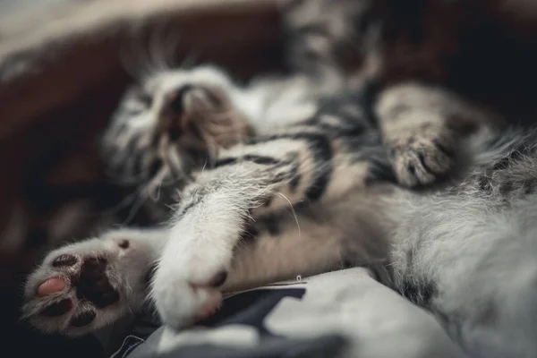 Foco Seletivo Dois Gatos Dormindo Tabby Envolto Cobertor — Fotografia de Stock