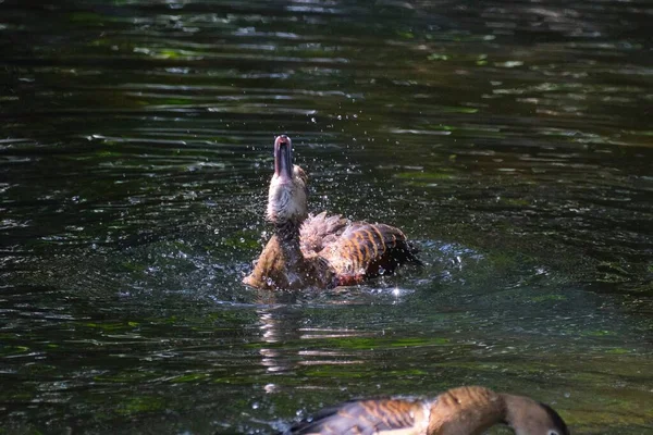 Pato Assobiando Menor Nadando Levantando Pescoço Lago Verde — Fotografia de Stock
