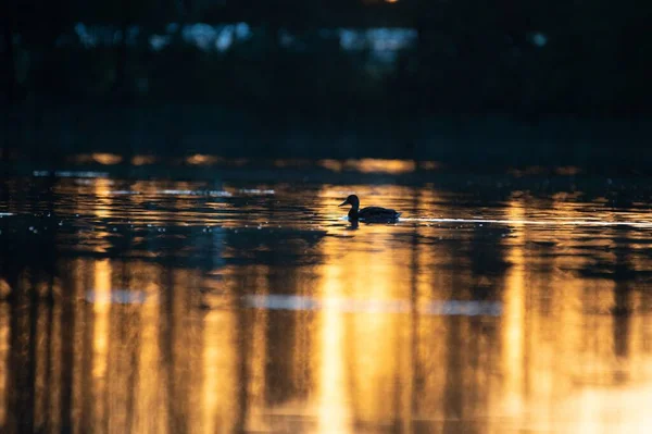 저녁이 반사되는 호수에서 떠다니는 오리의 아름다운 — 스톡 사진