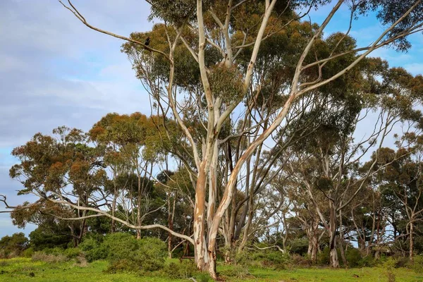 유칼립투스 나무들 이자라는 — 스톡 사진