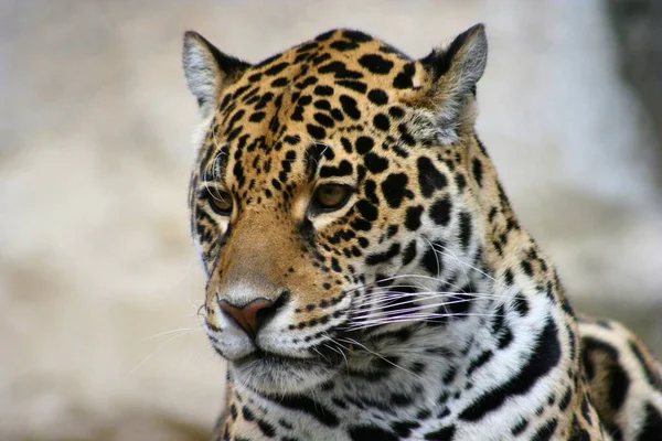 Portrait Jaguar White Background — Stock Photo, Image