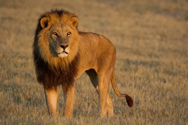 Ισχυρό Λιοντάρι Βλέποντας Τις Λέαινες Που Είναι Έτοιμες Για Κυνήγι — Φωτογραφία Αρχείου