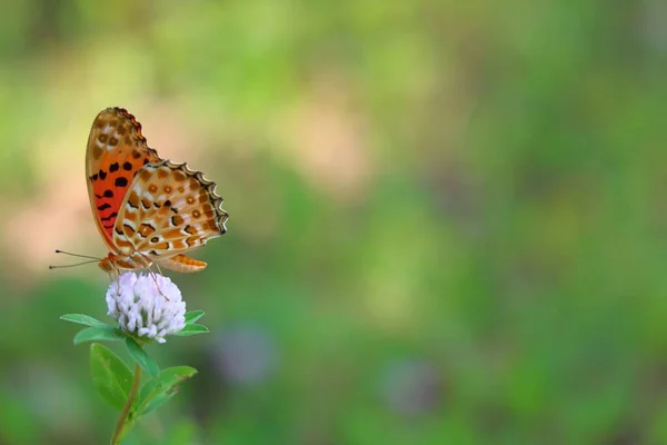 Mělký Záběr Perleťového Motýla Malé Květince Rozkvetlé Zahradě — Stock fotografie