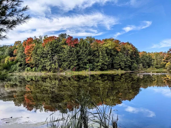 Прекрасний Знімок Дерев Відображених Озері — стокове фото