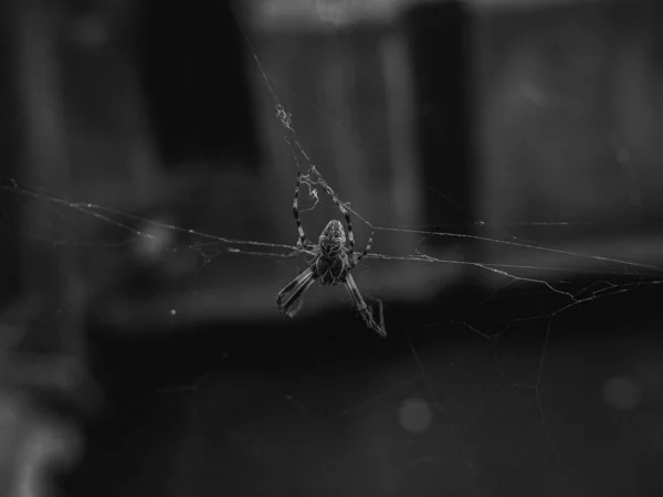 Μια Διαβαθμίσεις Του Γκρι Μιας Αράχνης Στο Δίχτυ — Φωτογραφία Αρχείου