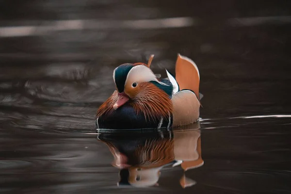 Close Pequeno Pato Mandarim Bonito Flutuando Lago Calmo — Fotografia de Stock
