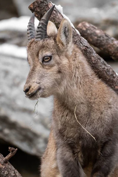 Closeup Shot Alpine Ibex Baby Capra Ibex — Stock Photo, Image