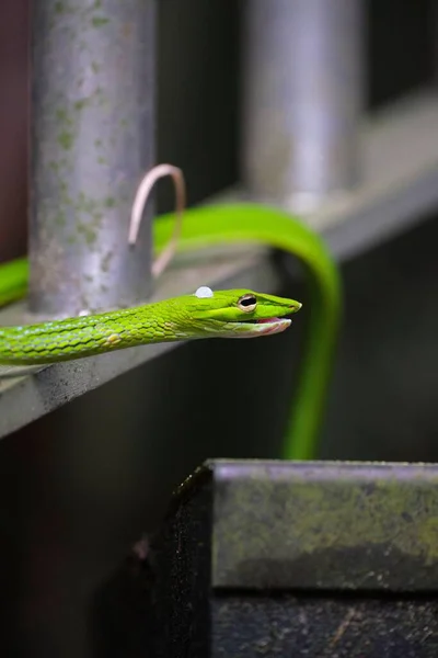 Closeup Detail Shot Bright Green Ahaetulla Prasina Snake Dark Blurred — Stock Photo, Image