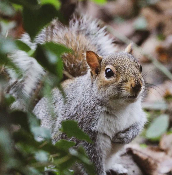 Nahaufnahme Eines Niedlichen Eichhörnchens Wald — Stockfoto