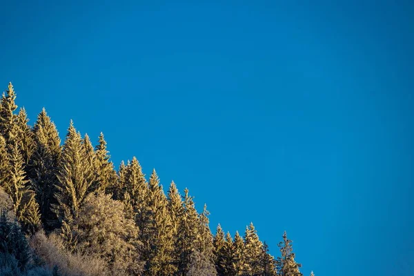 Ein Flacher Winkel Vergilbender Bäume Vor Klarem Himmel — Stockfoto