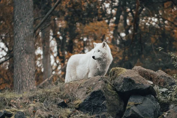 Sonbahar Ağaçlarının Arka Planına Bakan Samoyed Cinsi Bir Köpeğin Yakın — Stok fotoğraf
