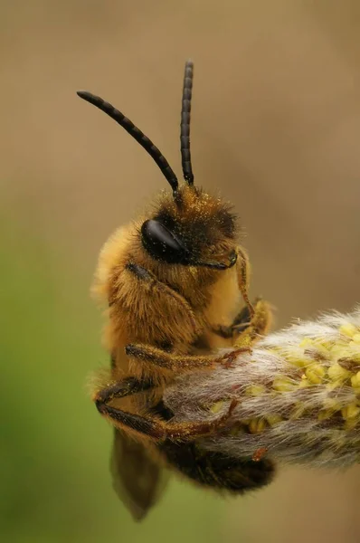 Ένα Μακροσκοπικό Πλάνο Ενός Αρσενικού Γκρίζου Μελισσού Ένα Φυτό Που — Φωτογραφία Αρχείου