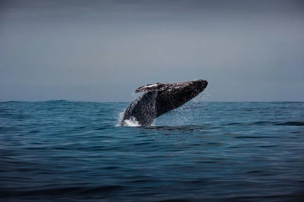 Krásný Záběr Velryby Hrbaté Oceánu Může Být Použit Jako Tapeta — Stock fotografie